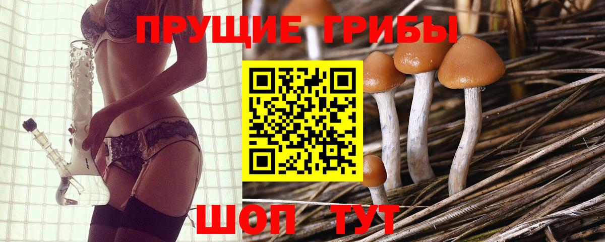 хочу наркоту  Псилоцибиновые грибы GOLDEN TEACHER  Кумертау  Вход с VPN  Галлюциногенные грибы Psilocybine cubensis 